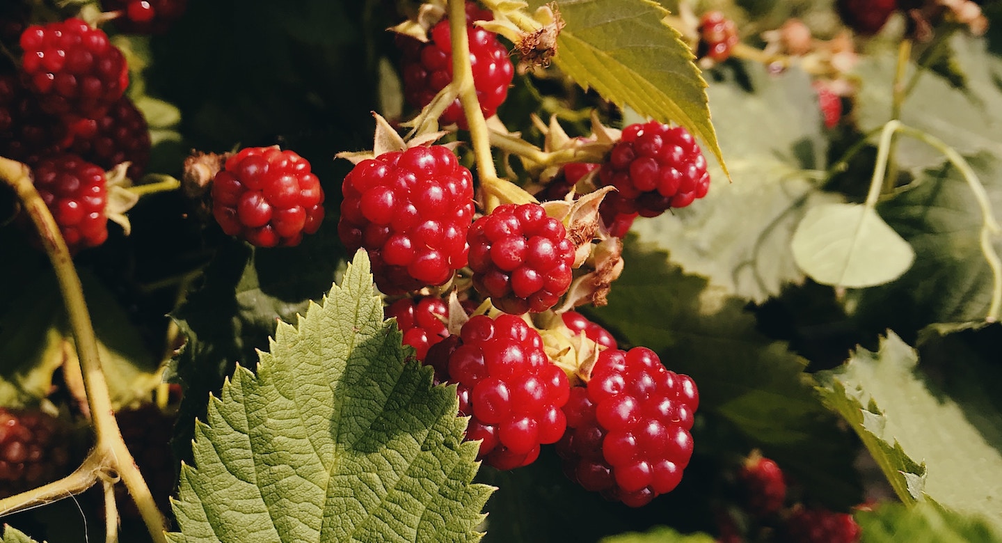 RHUBARB Raspberry Red 3L - Rhubarb Plants for Sale UK