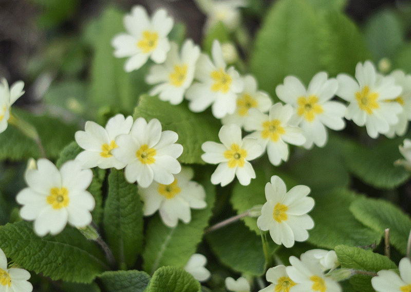 Tip for gardeners in February-image