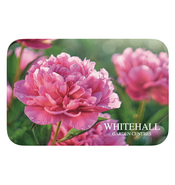 Whitehall Gift Card - Peony