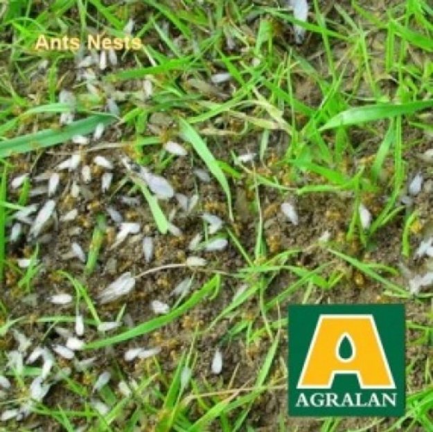 Agralan Ant Nest Control 6 Nest Pack