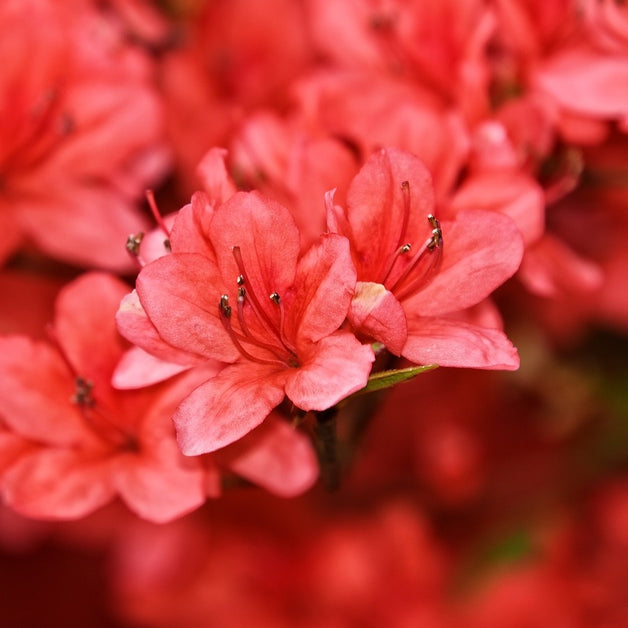 Rhododendron Halfdan Lem 7.5L