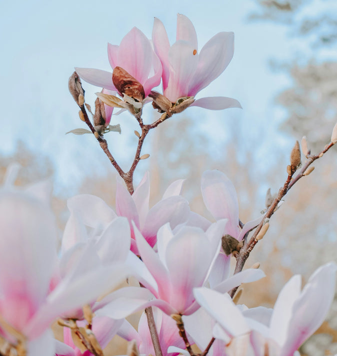 Magnolia Stellata Rosea 3L