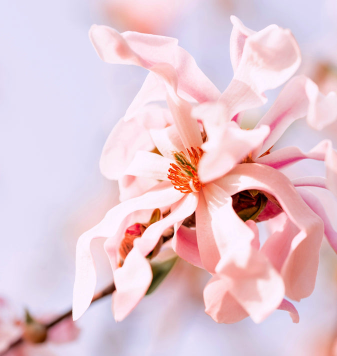 Magnolia Stellata Rosea 3L