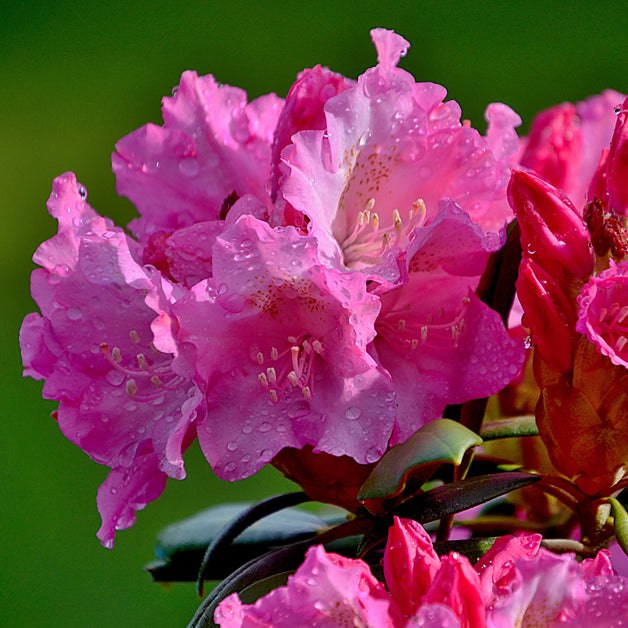 Rhododendron Graziella 7.5L