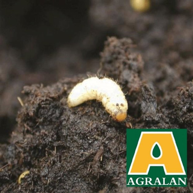 Agralan Vine Weevil Control 10m2