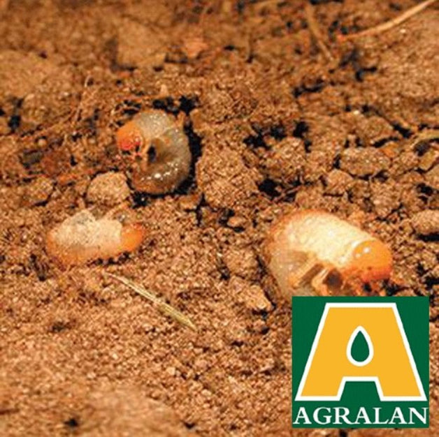 Agralan Chafer Grub Control 10m2