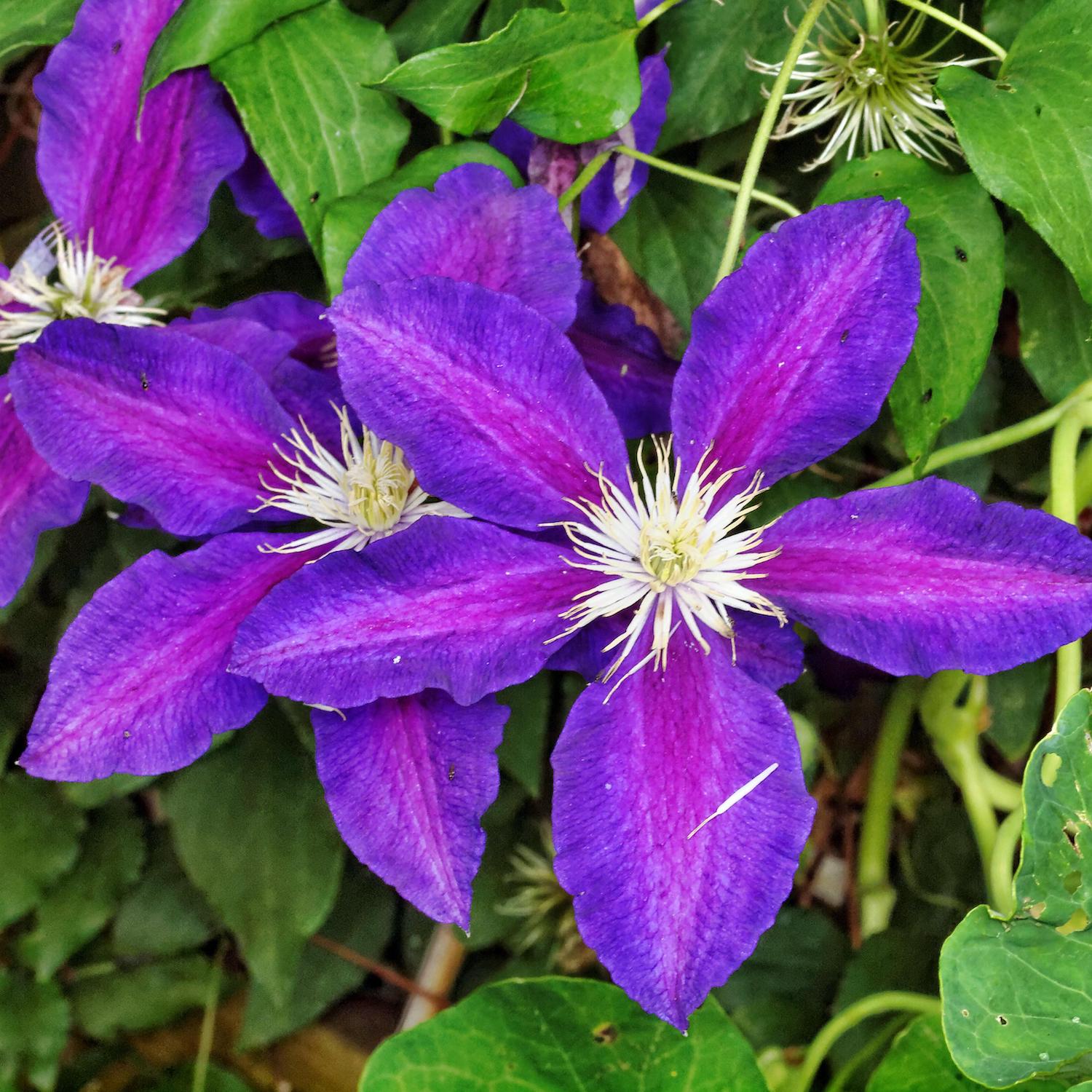 Clematis The Vagabond 3L – Whitehall Garden Centre