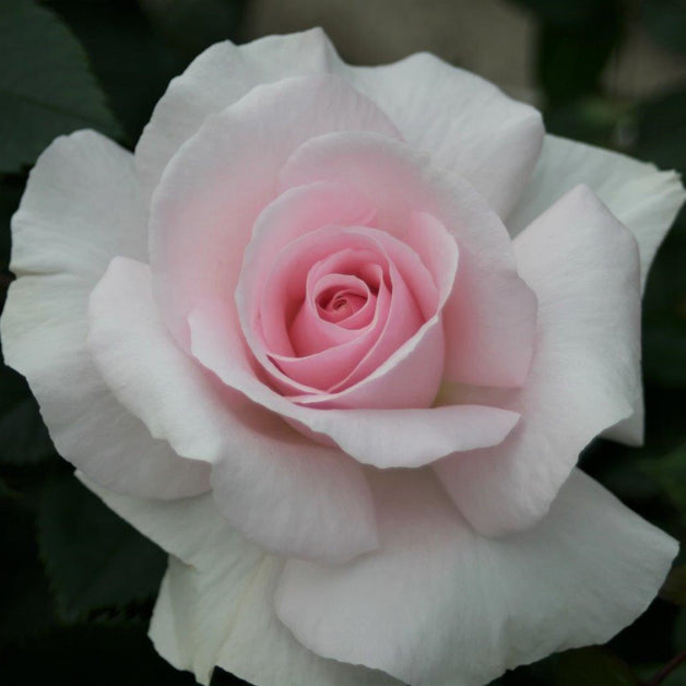 Bush Rose A Whiter Shade Of Pale 3L