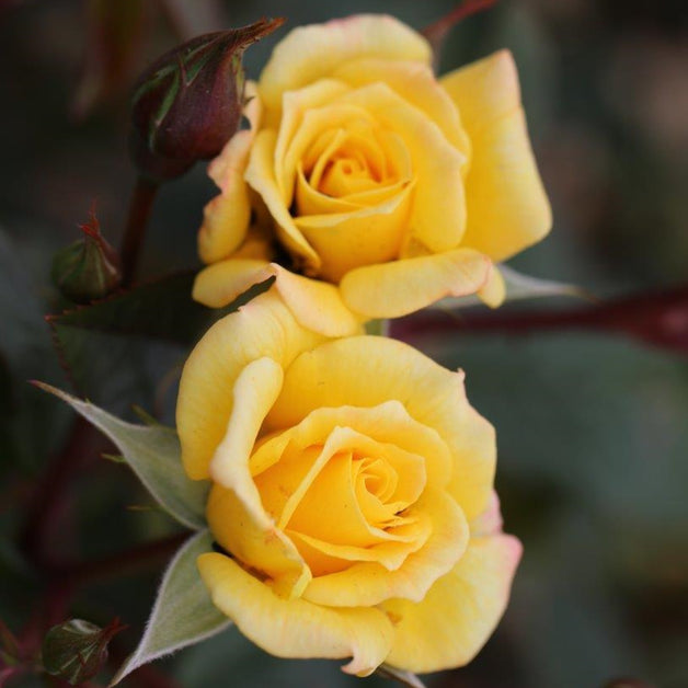 Climbing Rose Laura Ford 4L