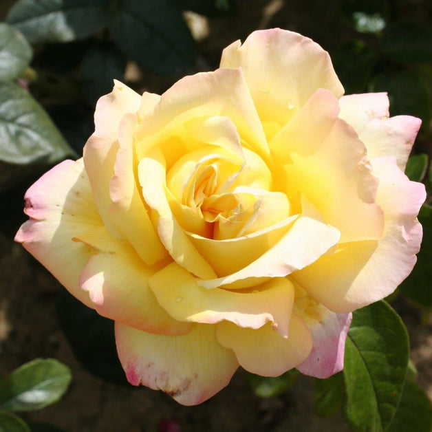 Bush Rose Peace 3L