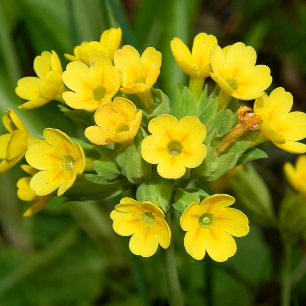 Primula Veris 10.5Cm