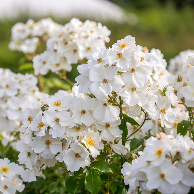 David Austin Kew Gardens Rambling Rose 6L