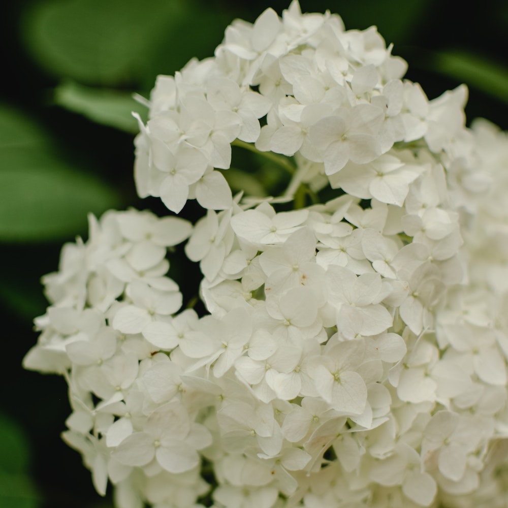 Hydrangea Arb Annabelle 3L – Whitehall Garden Centre