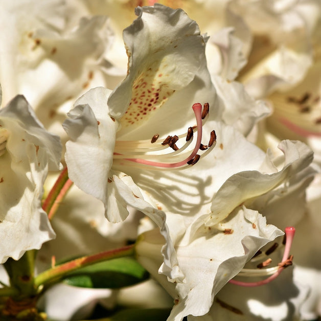 Rhododendron Cream Crest 3L